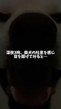 This kind of thing often happens when you sleep with a Shiba Inu... 😅 #shorts #ShibaInu #dog