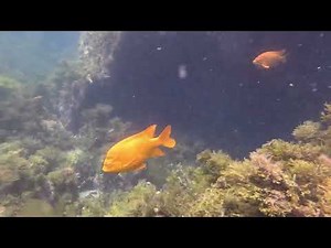 Diving Ripper's Cove Catalina
