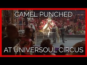 Camel PUNCHED in the neck at UniverSoul Circus