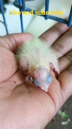 Baby Cockatiel Day by Day Growth 😍#babycockatiel#shorts#youtubeshorts#trending#parrot#cockatiel