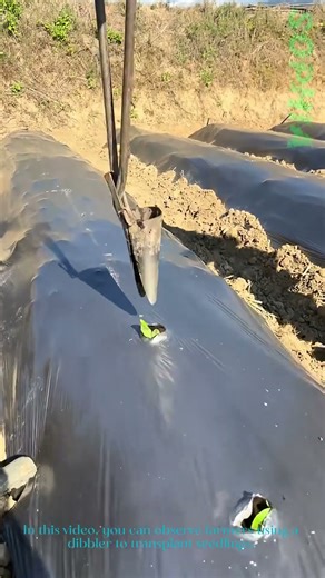Seedling Transplanting with Dibbler: Efficient Farming Technique in Action