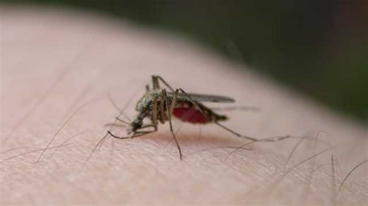 Parts of Jefferson Parish undergoing aerial mosquito spraying on Tuesday