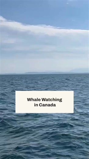 Did you know Canada is one of the best places in the world to see whales in the wild? From the rugged coasts of BC to the scenic shores of the Atlantic, you can spot some truly incredible species: 🐋 Beluga whales 🐳 Orcas 🌀 Humpback whales Whale watching is a moment you’ll never forget — and it absolutely deserves a spot on your bucket list. Read more here: https://ce5g.short.gy/DbmDfV | Fresh Tracks Canada
