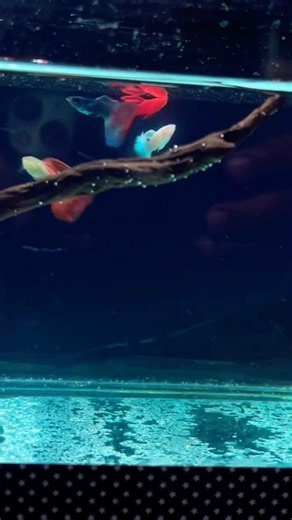 My exotic guppies fish #guppyfish #fishshorts #shorts #shortsfeed #vmhobbies