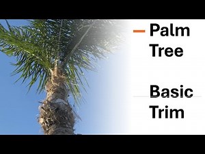 Palm Tree Trimming | Seed pods cut before they open