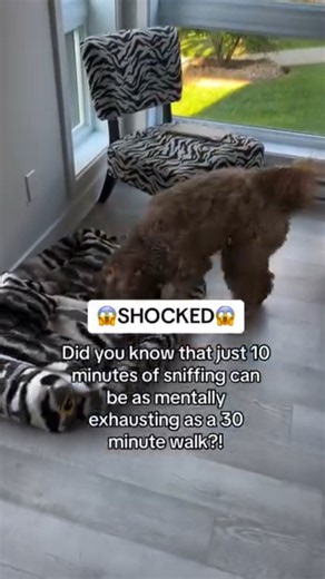 Simple Scent Game Gives Dogs a Fun Mental Challenge