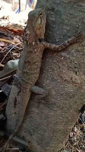 रंग बदलू गिरगिट Chameleons in colour #chamaeleon #girgit #lizard #goviral #shorts