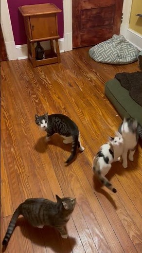 Cutest Kitten Antics: Bud, Ivy, and Sprout