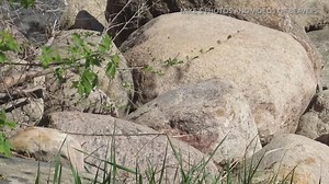 So this is very cool. I believe what I’ve captured on video here is a female mink grabbing material to make a nest in her den. Mink will use grass, leaves and dry vegetation to make a nesting area inside their den. In this video, the mink comes out of the den about six times, and each time takes some material back into the den. Hopefully that means there are babies on the way. #mink #mustelid #wildlifephotography | Mike’s photos and videos of beavers