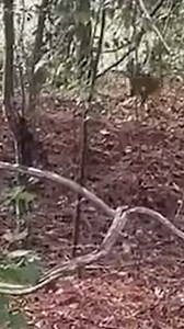 More than two dozen escaped monkeys have been recaptured after 43 escaped from a research facility in South Carolina. Nearly 20 of the animals are still at large. | USA TODAY Video
