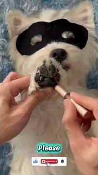 Full Dog Grooming Process | Bath, Trim & Nails