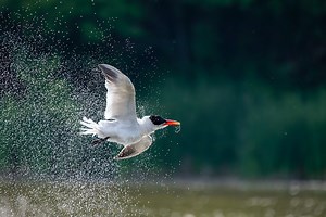 Concours Photos International 2026