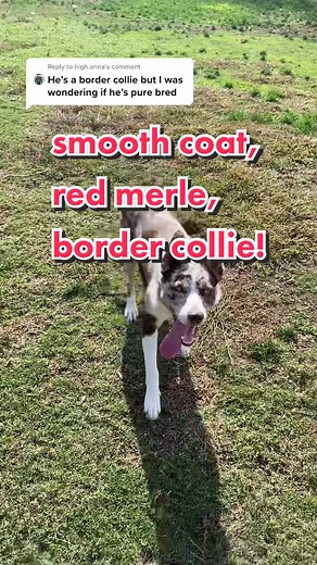 Understanding Border Collie Genetics for Purebred Identification