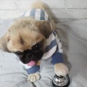 27K views · 831 reactions | FEED ME. | GIPHY | Facebook