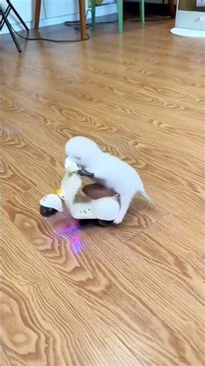 cute☺ #kucinglucu #cutecat #catvideos #funnycats #fyp #shorts