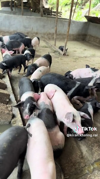 kiran rai (@kiran.khaling.rai)’s videos with original sound - The Daily Dose