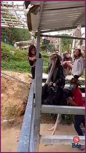 The ostrich ride makes my stomach hurt from laughing so much hahaha🤣..👏 | International Troll