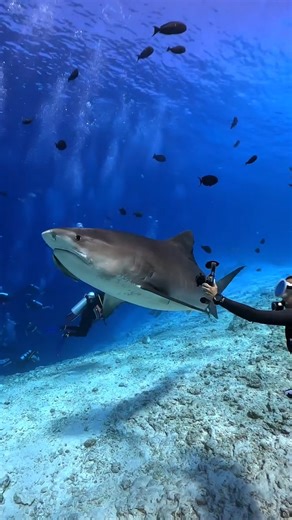 ✨ Happy New Year, Divers! ✨ 2026 is here and we want to know — what are your dive resolutions or bucket-list plans for the year ahead? A new certification? A dream destination? Finally upgrading your kit? Or maybe just diving more, stressing less? Whatever’s on your list, drop it in the comments — we’d love to hear what you’re planning for the year ahead! 🌊🤿✨ 📹: @martini1863 @cookiediver . . . . . . . . #newyear #scubadiving #mikesdivestore #bucketlist #scubabucketlist | Mike's Dive Store Lon