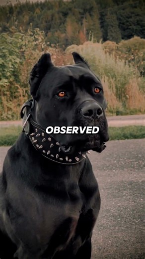 Before You Get a Cane Corso… Watch This