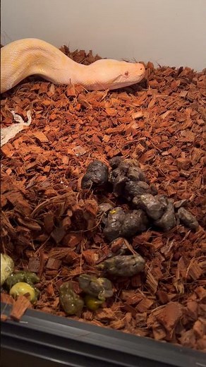 My Giant Python Has A Shocking Surprise! 💩🐍 #snake #python #animals