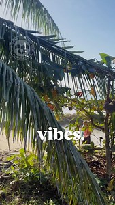 Sloth lounging by a Caribbean beach. Living the dream! Wishing you a slothful weekend! | The Sloth Conservation Foundation