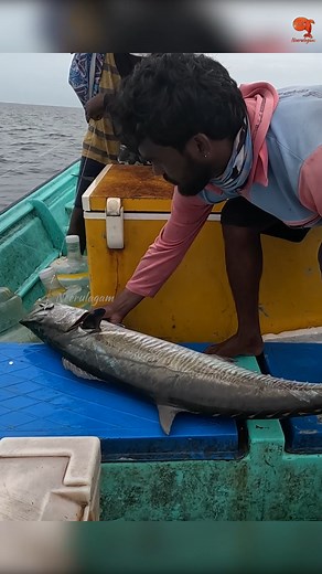 Catching King Fish Using Ribbonfish as Bait #fishing #fishingvideos #fishingtime | Neerulagam