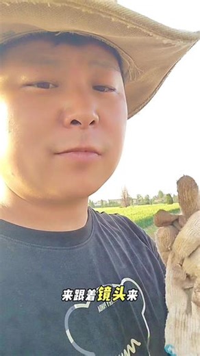 菊花种植你学会了嘛 你学会了吗 菊花种植技术 你是那种种植方法 来一起分享出来#田间地块实拍 #菊花种植技术 #种地