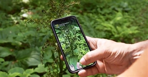 How a fun nature app aids science