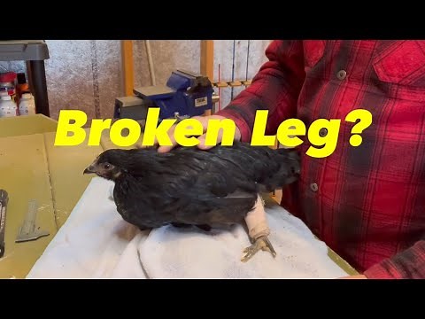 How to Help a Chicken W/ a Broken Leg