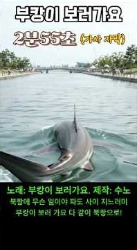 'Bukang-i,' the Shark That Took Over Busan North Port, Now Has a Theme Song lol 🎵 [Let's go see B...