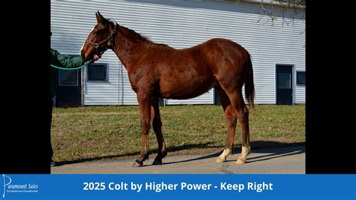 2025 Keep Right - Higher Power Colt