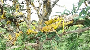 East Africa has been fighting a massive locust swarm for weeks but now experts warn it could be made worse due to coronavirus | CNN Africa