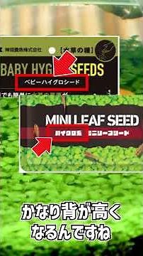 [Aquarium] Who should and shouldn't use "aquatic plant seeds" to easily create a carpet of aquati...