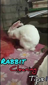 Rabbit cleaning / Rabbit cleaning tips / rabbit videos / rabbits video / my cute rabbit / Refreshing