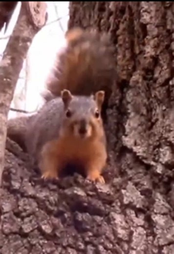 Squirrel Warning His Family Of A Predator #Squirrel #Wildlife #Cute #predator #Cute