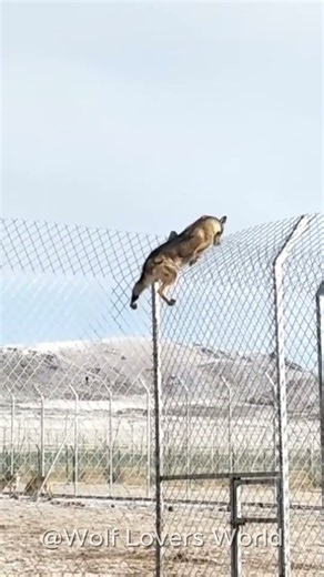 This Smart Wolf Climbed The Fence To Escape! 🐺😱 #wolf #greywolf #wolfpack #wolfdog #shorts