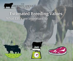 What EBV’s are important to beef suckler herds?  Calving ease - increases the chance of a live calf and the probability of the cow getting back in calf 200-day and 400-day growth values - this tells us their ability to fatten and will affect the time it takes them to finish off an all-forage diet  Fat depth - ensures good meat-eating quality helping to meet consumer demands | Aberdeen-Angus Cattle Society | Facebook