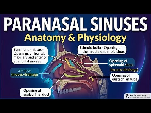 Chp 35 (Part 1) | Anatomy and Physiology of Paranasal Sinuses | Maxillary Sinus | Frontal Sinus |