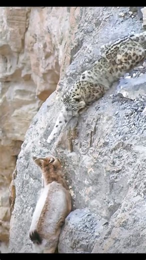 1.7K views · 17 reactions | Snow leopard vs mountain goat. #snowleopard #mountaingoat #animals #wildlife#wildanimals #leopard #animalphotography #animalplanet #wildlifephotographer #fy #fbreels | Wildlifetobe | Facebook