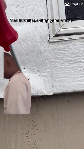 Termite Removal and Woodworking Services