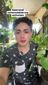 BAKIT HINDI NAMUMULAKLAK ANG FLAMAGO FLOWER AMAZING! #LuckyPlants #fengshui #Plants #Garden #Gardening #HousePlants #PinoyPlantito #cactus #succulents #houseplants #caretips #propagations #indoorplants#Plantito #Garden #Dancingplantito #markofthejungleplants #gardendecorationideas #gardentour #gardenideas #gardenlife #gardeningmakesmehappy #gardeningideas #gardeningisfun #gardeningtools #gardeninglove #gardeningismytherapy #plantmom #plantbaseddiet #plantmedicine #plantstagram #plants #gardening