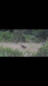 Watch as this Hyena steals a pack of Wild Dogs’ meal. They proceed to give it a proper lesson. #hyena #wilddog #safari #kruger #krugernationalpark #wildlife #wildlifephotography | Phil on Safari