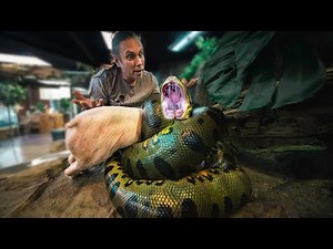 HUGE ANACONDA EATS 15 POUND PIG FOR EASTER!! | BRIAN BARCZYK