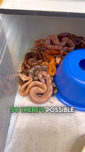 20 Baby Boas Born This Morning! 🐍 Sneak Peek