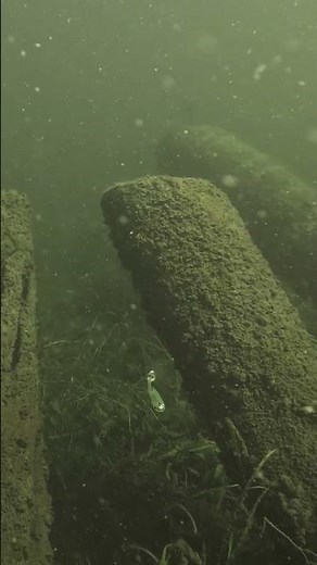 Strike King Homing Minnow!