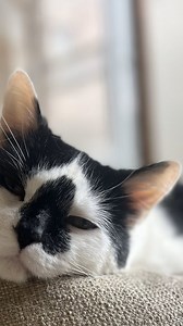 Madrid 💚 Madrid was rescued when he was very sick on Bainbridge in The Bronx. He is healthy now and is neutered and vaccinated and so ready to find his forever home! Apply to adopt him at bronxtails.org/adopt | Bronx Tails Cat Rescue