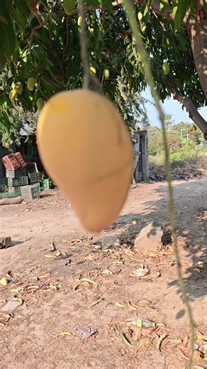 Mangos Ataulfo: El Tesoro de Guerrero, México