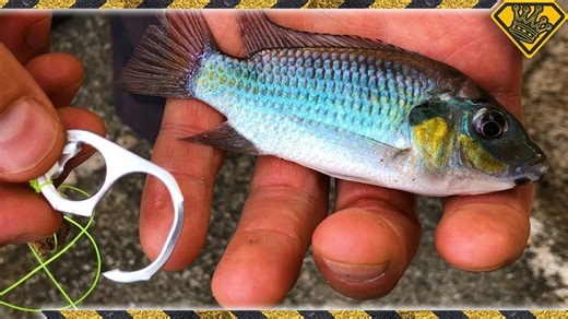 Catch fish cheaply using soda tabs