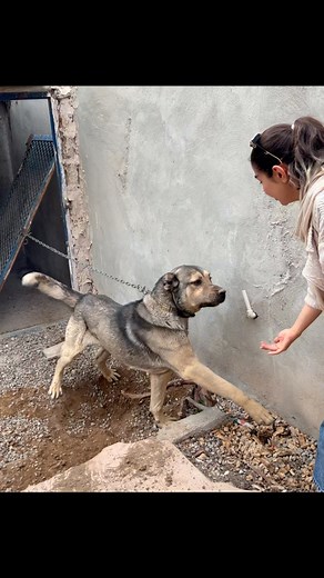 Shahrzad Falamarzi on Instagram‎: "کانگال مهربون 🥹🫠🥺"‎