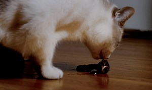 A Possessed Cat Purrs In the ‘Hell’s Kitty’ Trailer [Exclusive]